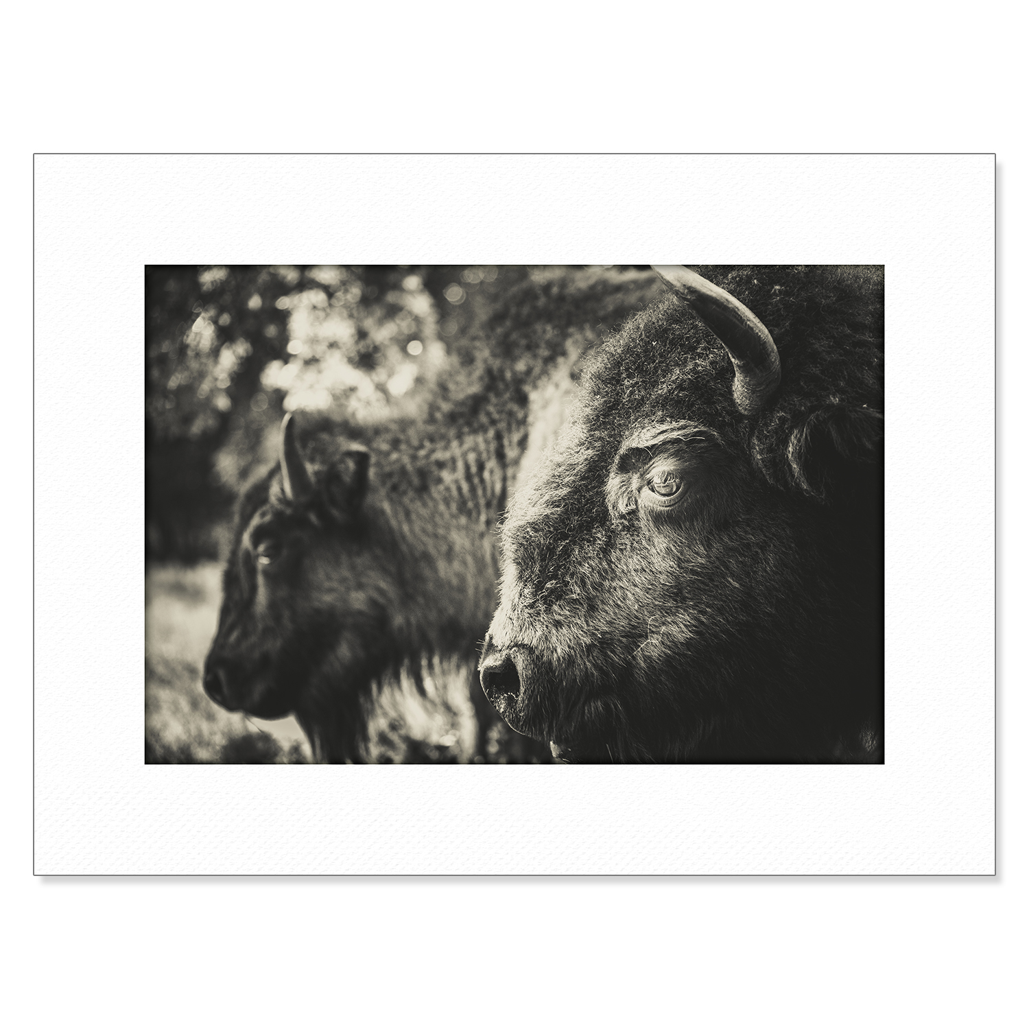 Chokma'si Bison Print